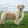 Image of Show Class 1st pick Male, a Golden Retriever puppy