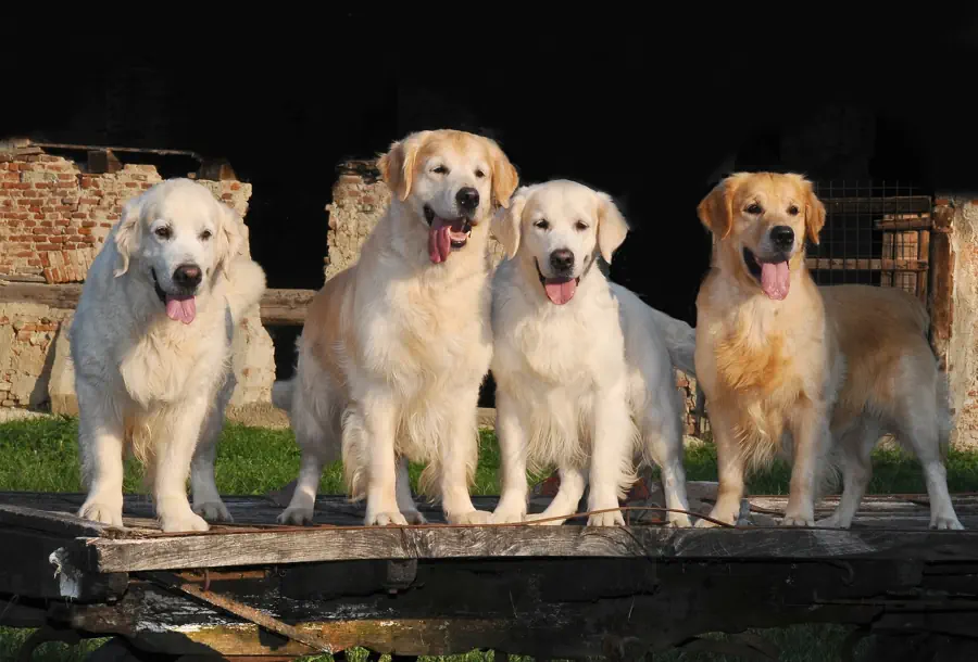 picking a Golden Retriever breeder
