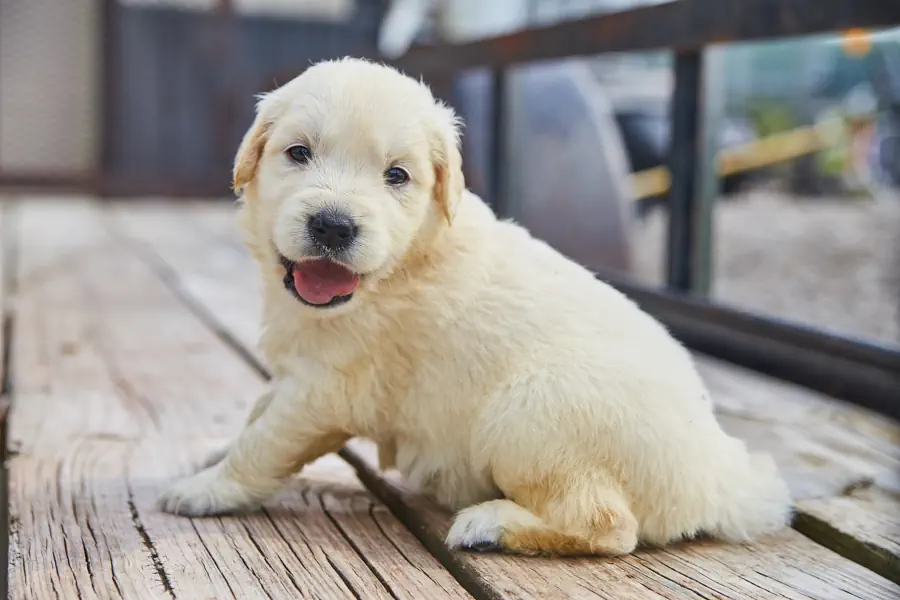 benefits of having Golden Retriever puppies at home