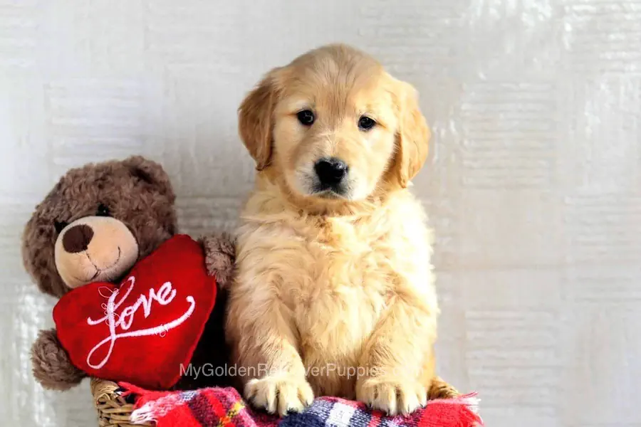 golden retriever puppies first night
