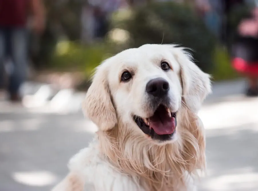 Golden Retriever puppies in ohio