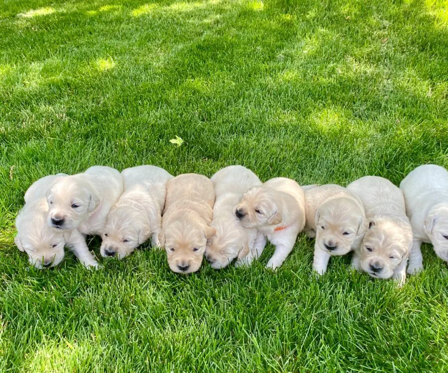 Traits That Make A Great Golden Retriever Puppy Breeder
