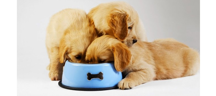 three hungry golden retriever puppies sharing a food bowl
