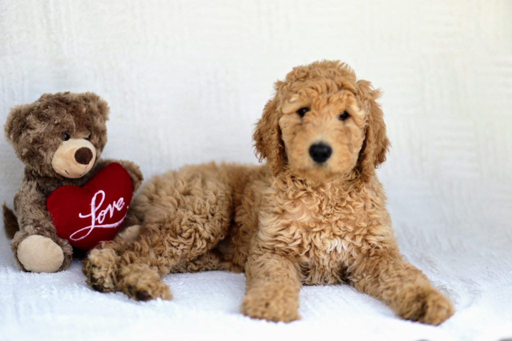 golden doodle puppy with a stuffed bear