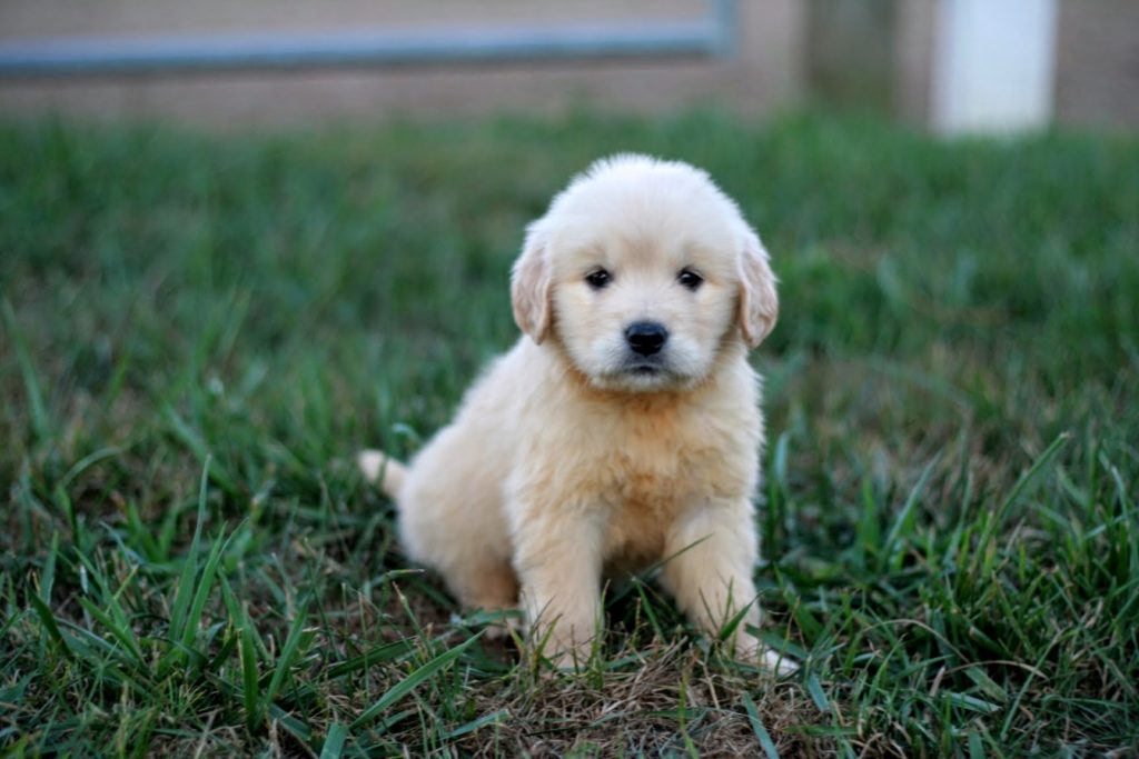 how much does it cost to buy a golden retriever? 2