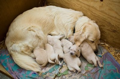 adorable golden retrievers with their mother