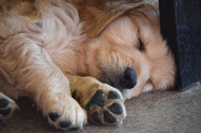 sleepy golden retriever puppy taking a nap