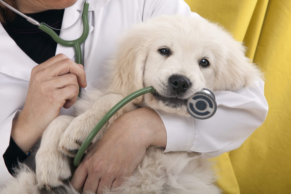Cheap dog sales vet