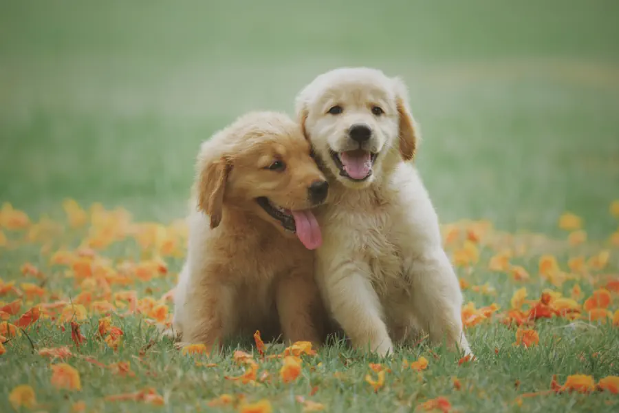 My Golden Retriever puppies