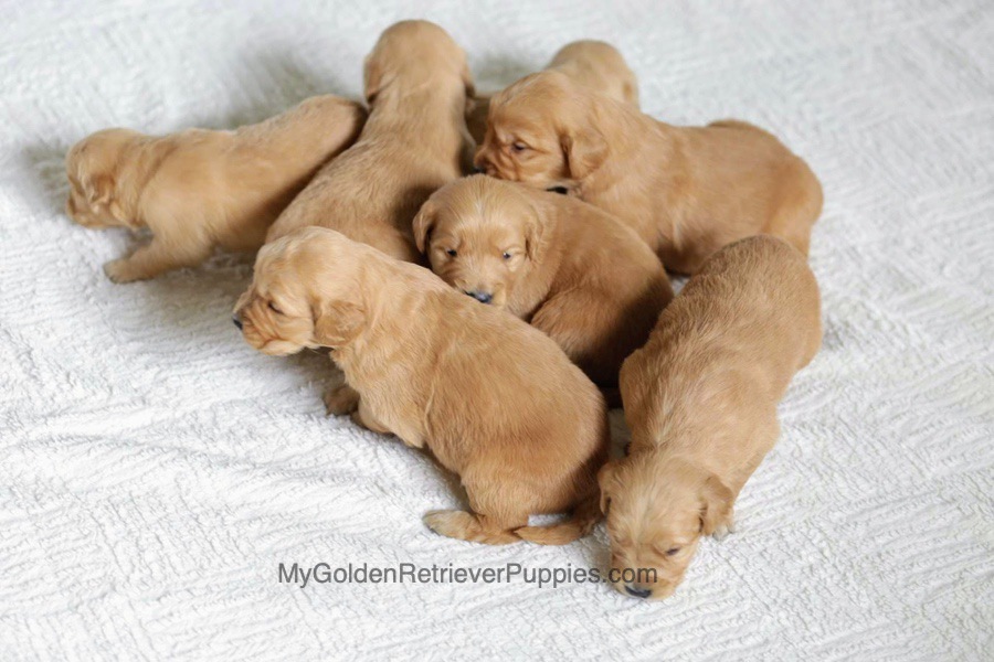 Mo X Reese Litter Available April 24 My Golden Retriever Puppies