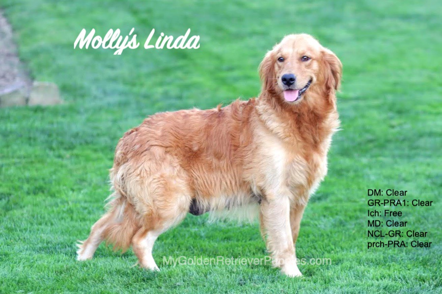 Linda golden hot sale retriever