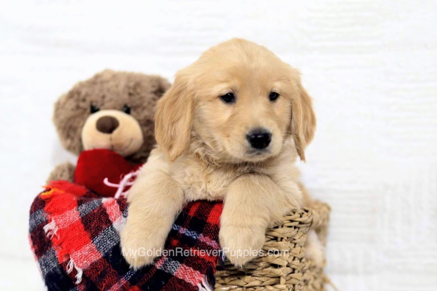 Golden Retriever Facts: 10 Things to Know About These Sporting Dogs