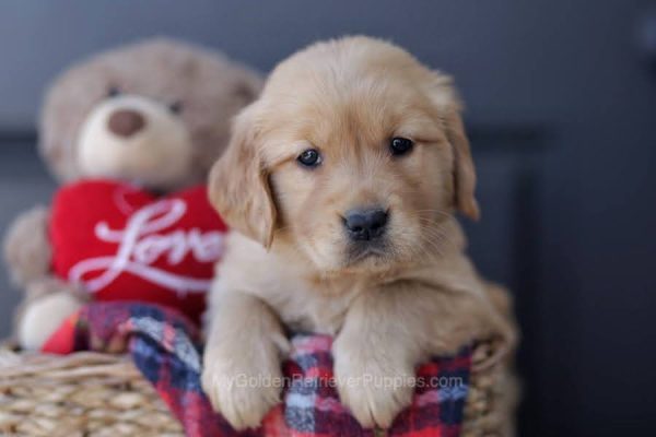 Image of Layla, a Golden Retriever puppy
