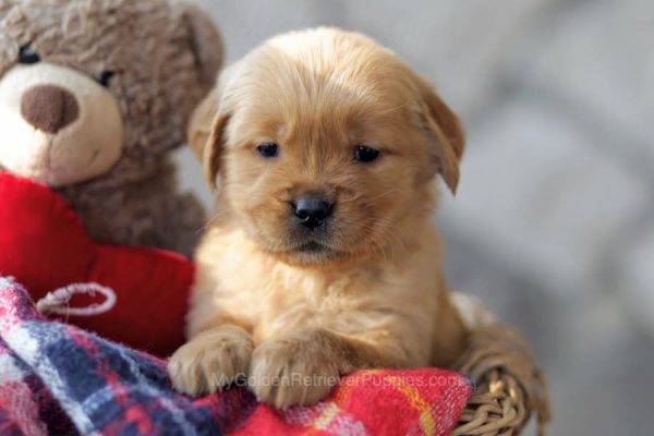 Image of Winnie, a Golden Retriever puppy