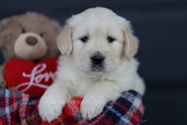 Image of Max, a Golden Retriever puppy