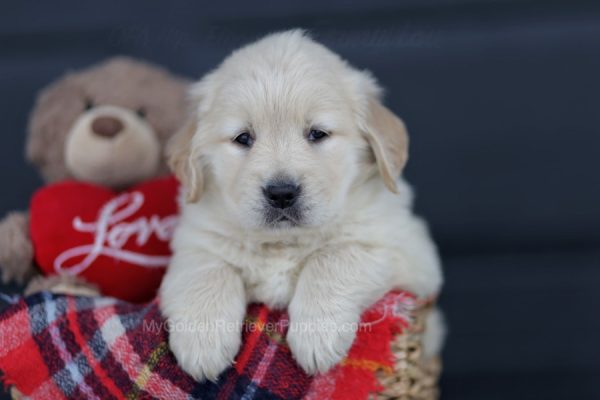 Image of Melody, a Golden Retriever puppy
