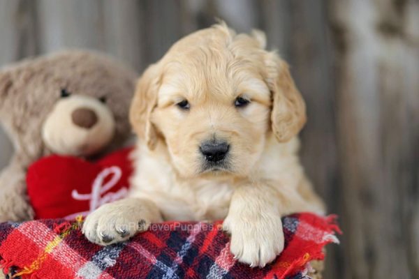 Image of Addison, a Golden Retriever puppy