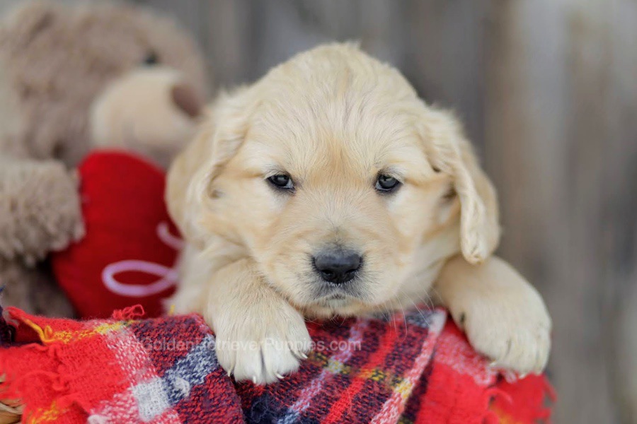 Anna Image of Anna, a Golden Retriever puppy