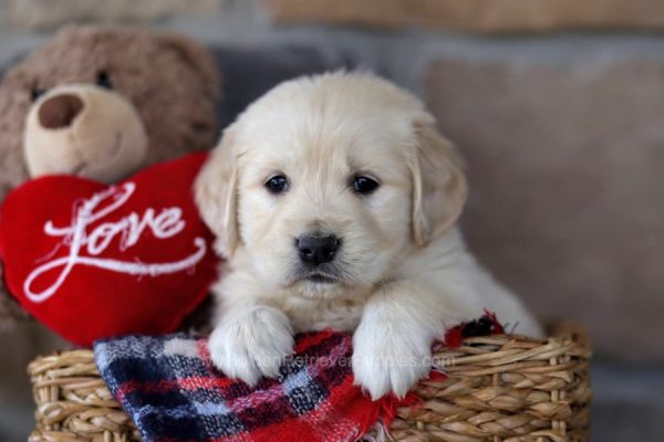 Image of Cohen, a Golden Retriever puppy