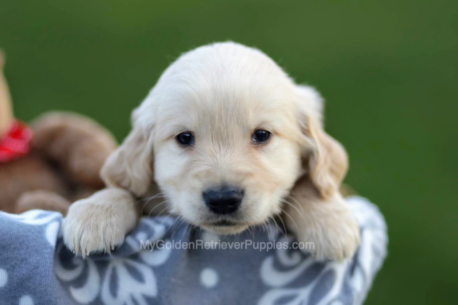 Jason Image of Jason, a Golden Retriever puppy