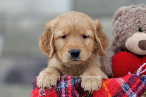 Image of Jennie, a Golden Retriever puppy