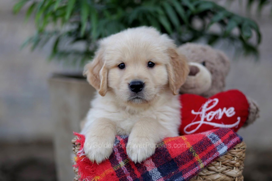 José Image of José, a Golden Retriever puppy