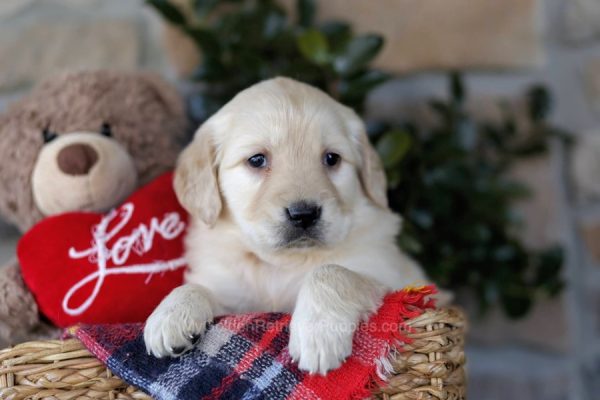 Image of Kona, a Golden Retriever puppy