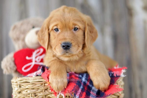 Image of Lester, a Golden Retriever puppy