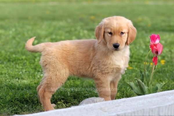 Image of Stella, a Golden Retriever puppy