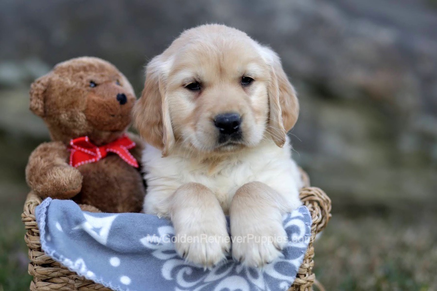 Trent Image of Trent, a Golden Retriever puppy