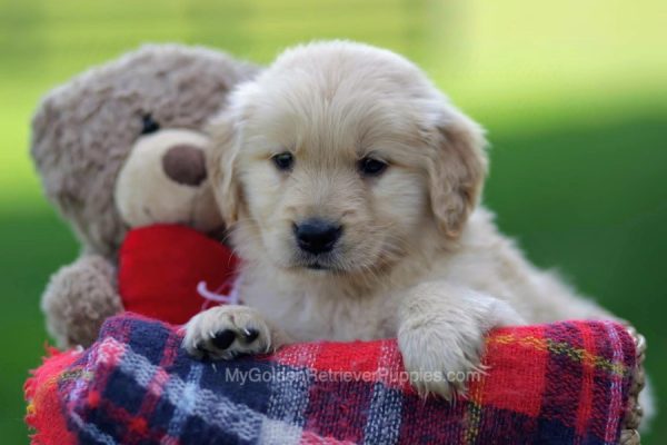 Image of Champ, a Golden Retriever puppy