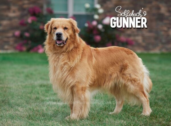 Image of Gunner ❤️ Macy - July 26, a Golden Retriever puppy