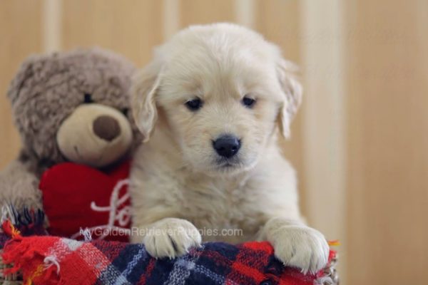 Image of Koby, a Golden Retriever puppy