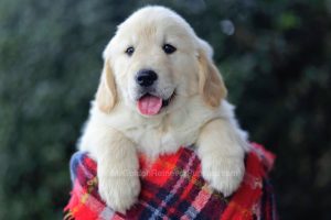 The True Price Of A Golden Retriever Puppy Full Breakdown Blog