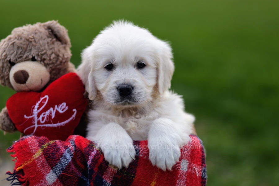 Stan Image of Stan, a Golden Retriever puppy