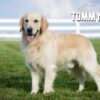 Image of Tommy ❤️ Dutchess - April 9, a Golden Retriever puppy
