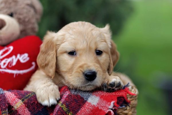 Image of Benny, a Golden Retriever puppy