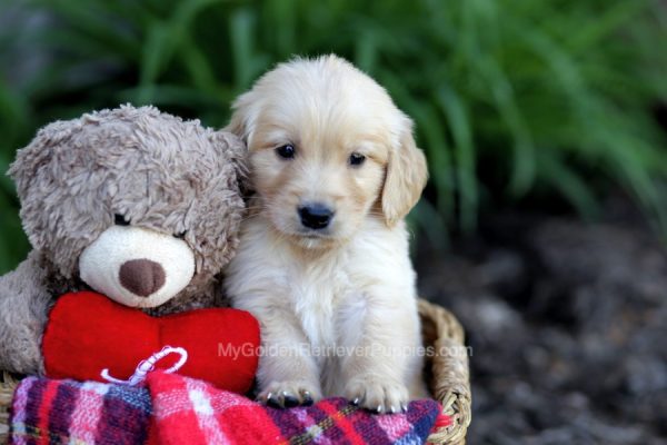 Image of Dusty, a Golden Retriever puppy