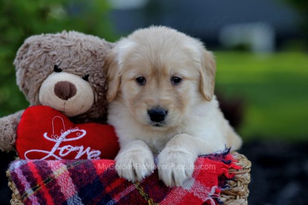 Image of Layla, a Golden Retriever puppy