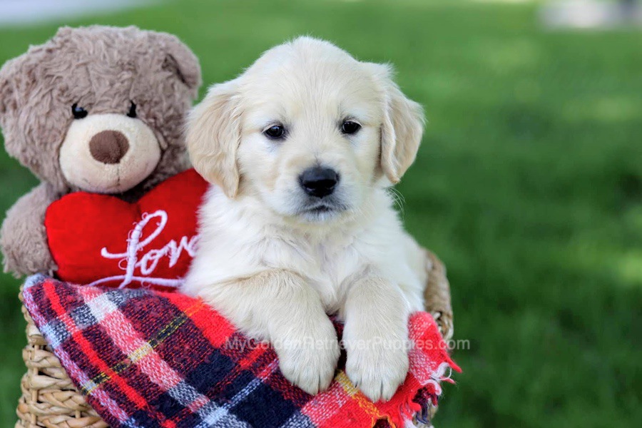 Myla Image of Myla, a Golden Retriever puppy
