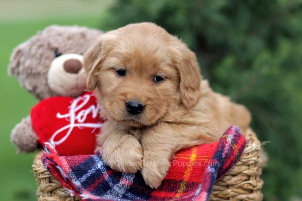 Image of Ty, a Golden Retriever puppy
