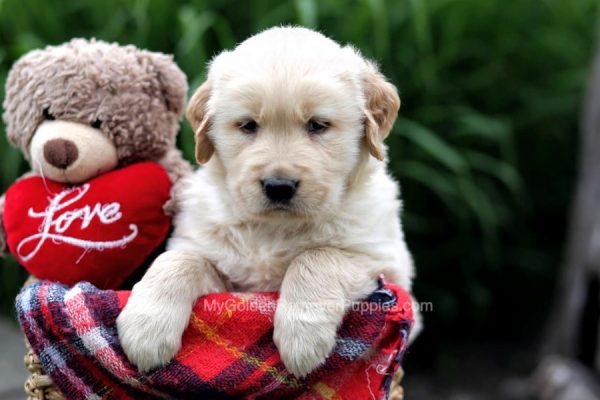 Image of Captain, a Golden Retriever puppy