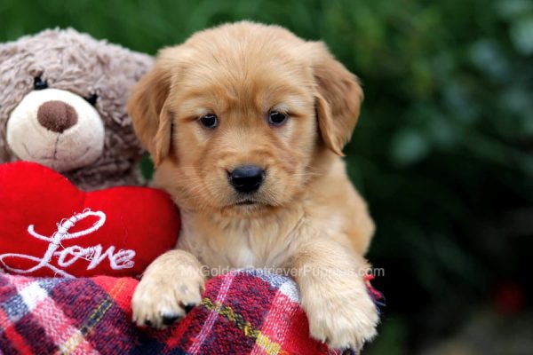Image of Carter, a Golden Retriever puppy