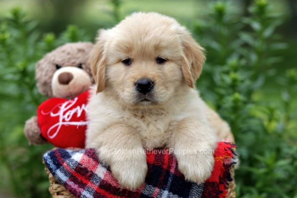 Image of Hutch, a Golden Retriever puppy