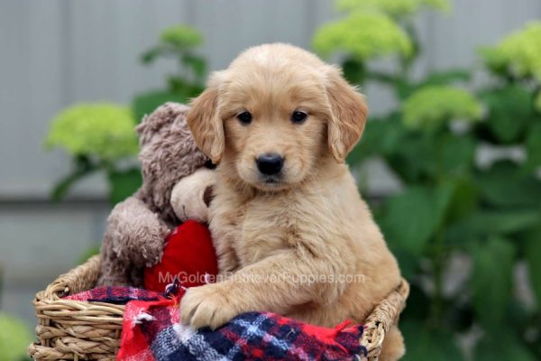 Image of Mallory, a Golden Retriever puppy