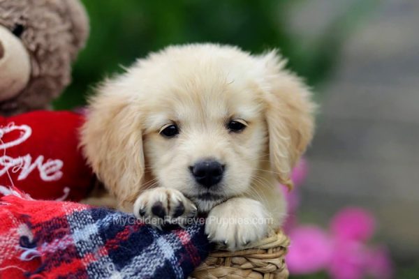 Image of Candy, a Golden Retriever puppy