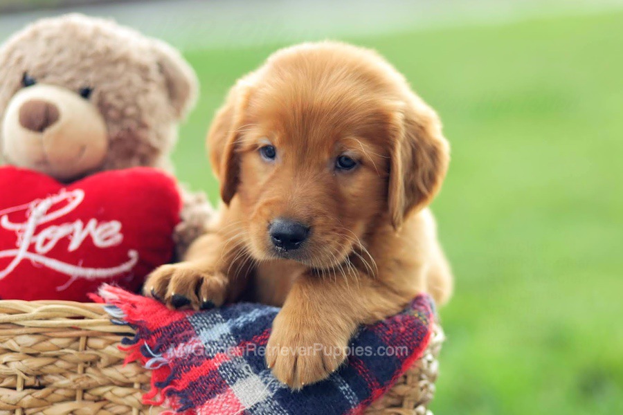 Eagon Image of Eagon, a Golden Retriever puppy