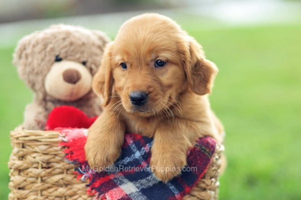 Image of Einstein, a Golden Retriever puppy