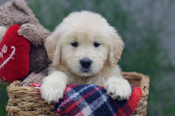 Image of Gracie, a Golden Retriever puppy