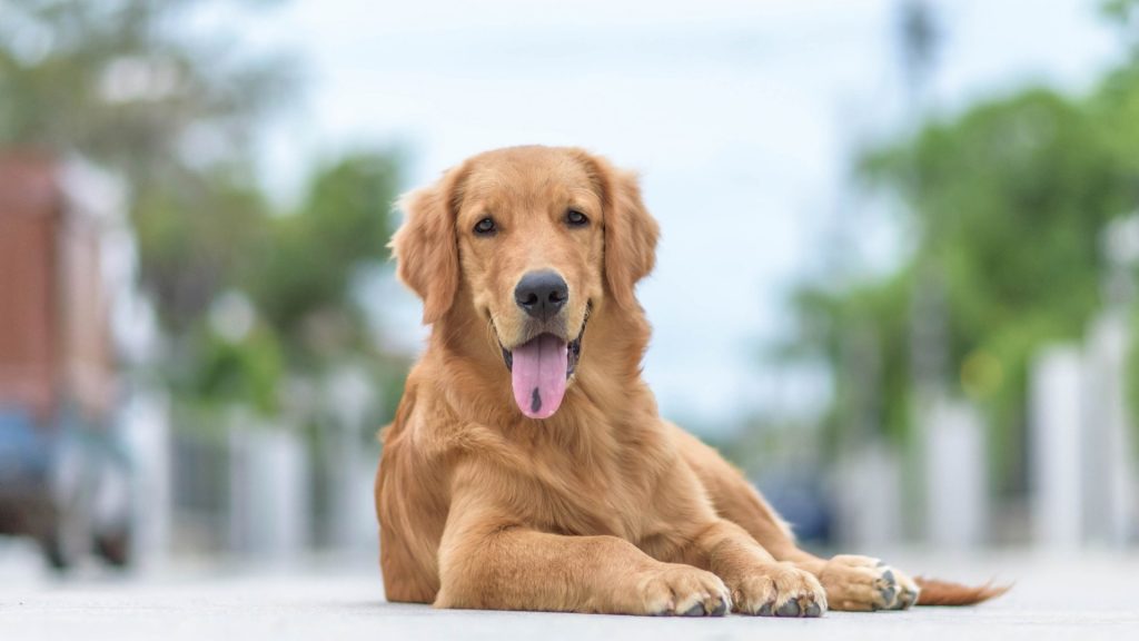 male vs. female golden retrievers. Golden retriever laying on the ground with it's tongue out.